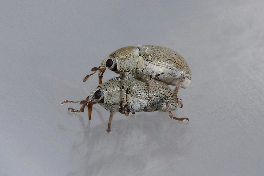 Tychius ma quale? - Tychius meliloti